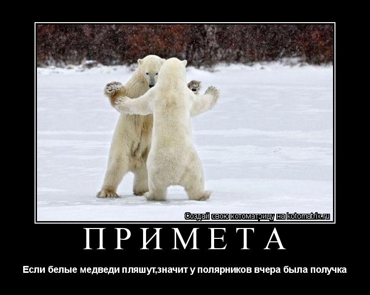 Котоматрица: Примета Если белые медведи пляшут,значит у полярников вчера была получка