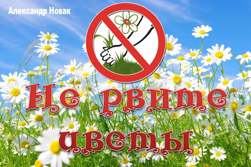 Картинка не рви цветы